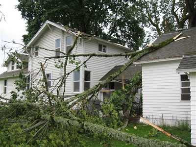 Aunt Ada's Tree on Aunt Ada's House