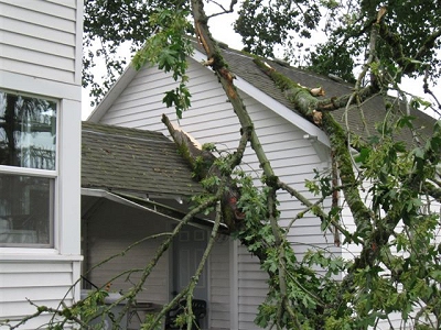 Aunt Ada's House under Aunt Ada's Tree